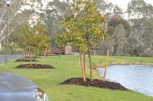 The first trees have been planted in Mt Barker's avenue of honor in Keith Stephenson Park.